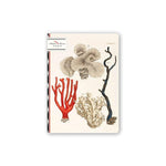 BAB Carnet Ligné A5-Carnet-Alibabette Editions-Les Coraux-Papeterie du Dôme